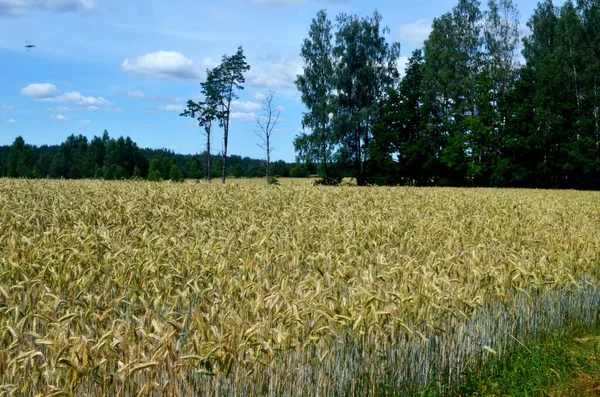 Поле Дозрівання Жовтого Зерна Поля Пшениці Деревом Фоні Сонячний День — стокове фото