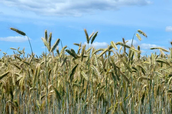 Žluté Pšeničné Pole Proti Modré Obloze — Stock fotografie