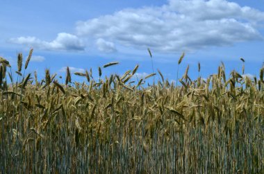 Mavi gökyüzüne karşı sarı buğday tarlası