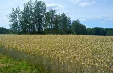 Mavi gökyüzüne karşı sarı buğday tarlası