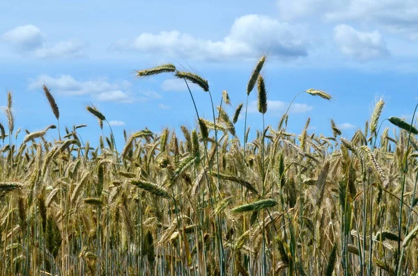 Yellow Wheat Field Blue Sky — Stock Photo, Image