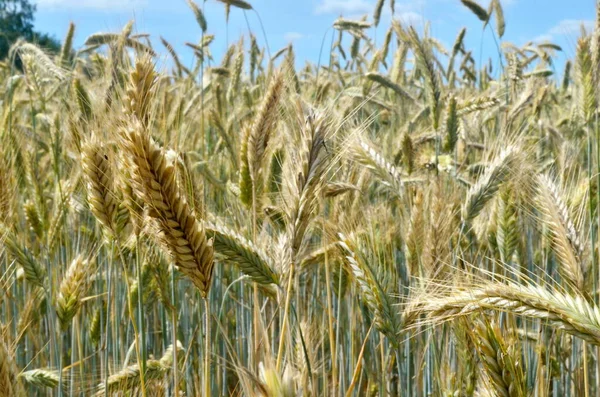 Campo Grano Giallo Contro Cielo Blu — Foto Stock