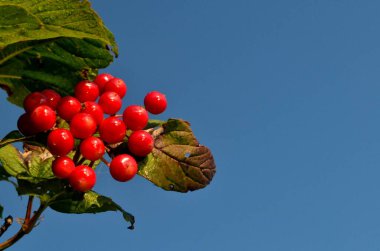 Bir dalda kırmızı viburnum üzümü, mavi gökyüzü arkaplanı. Boşluğu kopyala