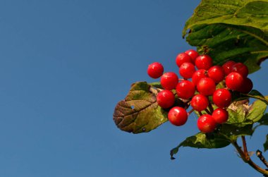 Bir dalda kırmızı viburnum üzümü, mavi gökyüzü arkaplanı. Boşluğu kopyala
