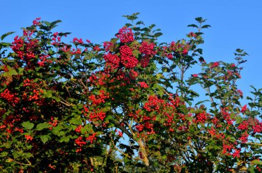 Avrupalı Cranrybush (Viburnum opulus) çalılığı, güneşli bir günde kırmızı viburum.