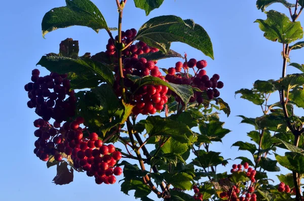 European Cranberrybush Viburnum Opulus Bush Red Viburnum Sunny Day — Stock Photo, Image