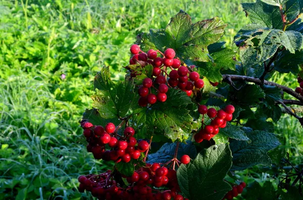 Arbusto Europeo Cranberrybush Viburnum Opulus Viburnum Rojo Día Soleado —  Fotos de Stock