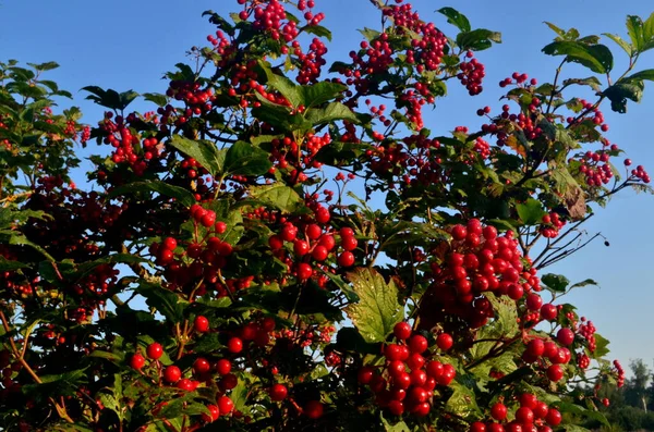 European Cranberrybush Viburnum Opulus Bush Red Viburnum Sunny Day — Stock Photo, Image