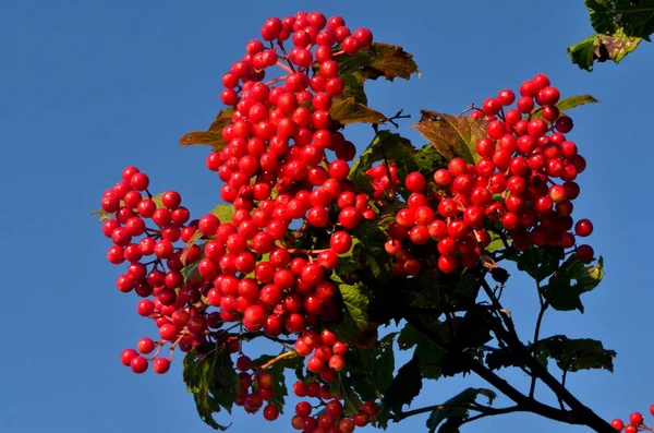 Europese Cranberrybush Viburnum Opulus Bush Rood Viburnum Een Zonnige Dag — Stockfoto