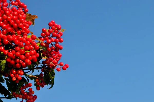 Bir Dalda Kırmızı Viburnum Üzümü Mavi Gökyüzü Arkaplanı Boşluğu Kopyala — Stok fotoğraf