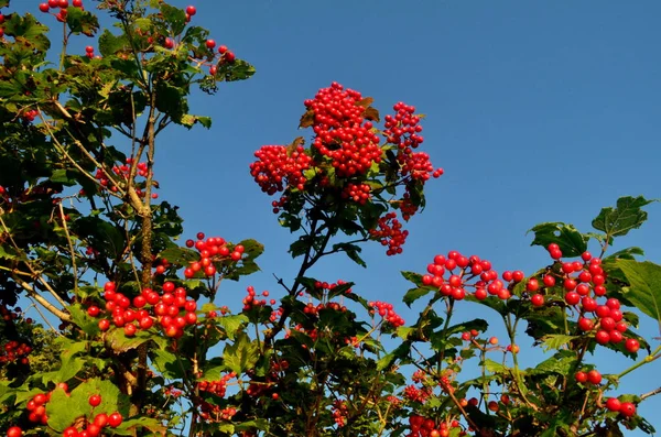 Europäischer Cranberrybusch Viburnum Opulus Roter Viburnum Einem Sonnigen Tag — Stockfoto