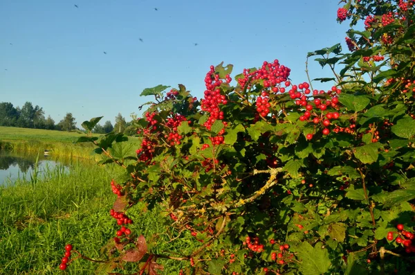 Ευρωπαϊκός Θάμνος Cranberrybush Viburnum Opulus Κόκκινο Viburnum Μια Ηλιόλουστη Ημέρα — Φωτογραφία Αρχείου