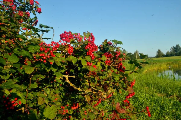 Ευρωπαϊκός Θάμνος Cranberrybush Viburnum Opulus Κόκκινο Viburnum Μια Ηλιόλουστη Ημέρα — Φωτογραφία Αρχείου