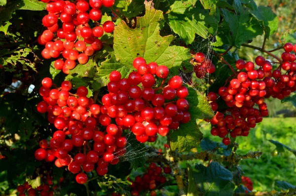 European Cranberrybush Viburnum Opulus Bush Red Viburnum Sunny Day — Stock Photo, Image