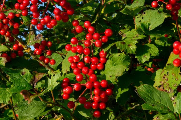 European Cranberrybush Viburnum Opulus Bush Red Viburnum Sunny Day — Stock Photo, Image