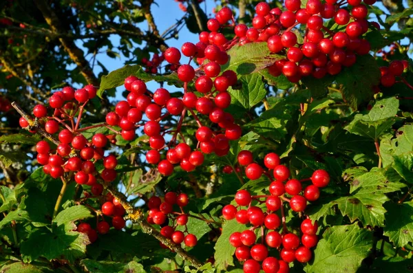 European Cranberrybush Viburnum Opulus Bush Red Viburnum Sunny Day — Stock Photo, Image