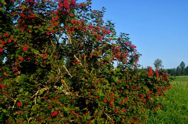 Europäischer Cranberrybusch Viburnum Opulus Roter Viburnum Einem Sonnigen Tag — Stockfoto