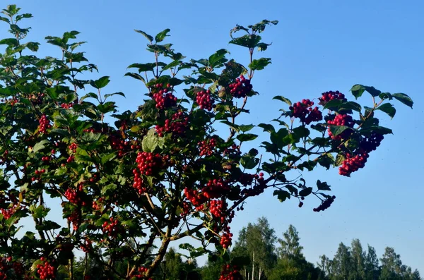 Arbusto Cranberrybush Europeu Viburnum Opulus Viburno Vermelho Dia Ensolarado — Fotografia de Stock