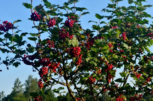 Arbusto Cranberrybush Europeu Viburnum Opulus Viburno Vermelho Dia Ensolarado — Fotografia de Stock