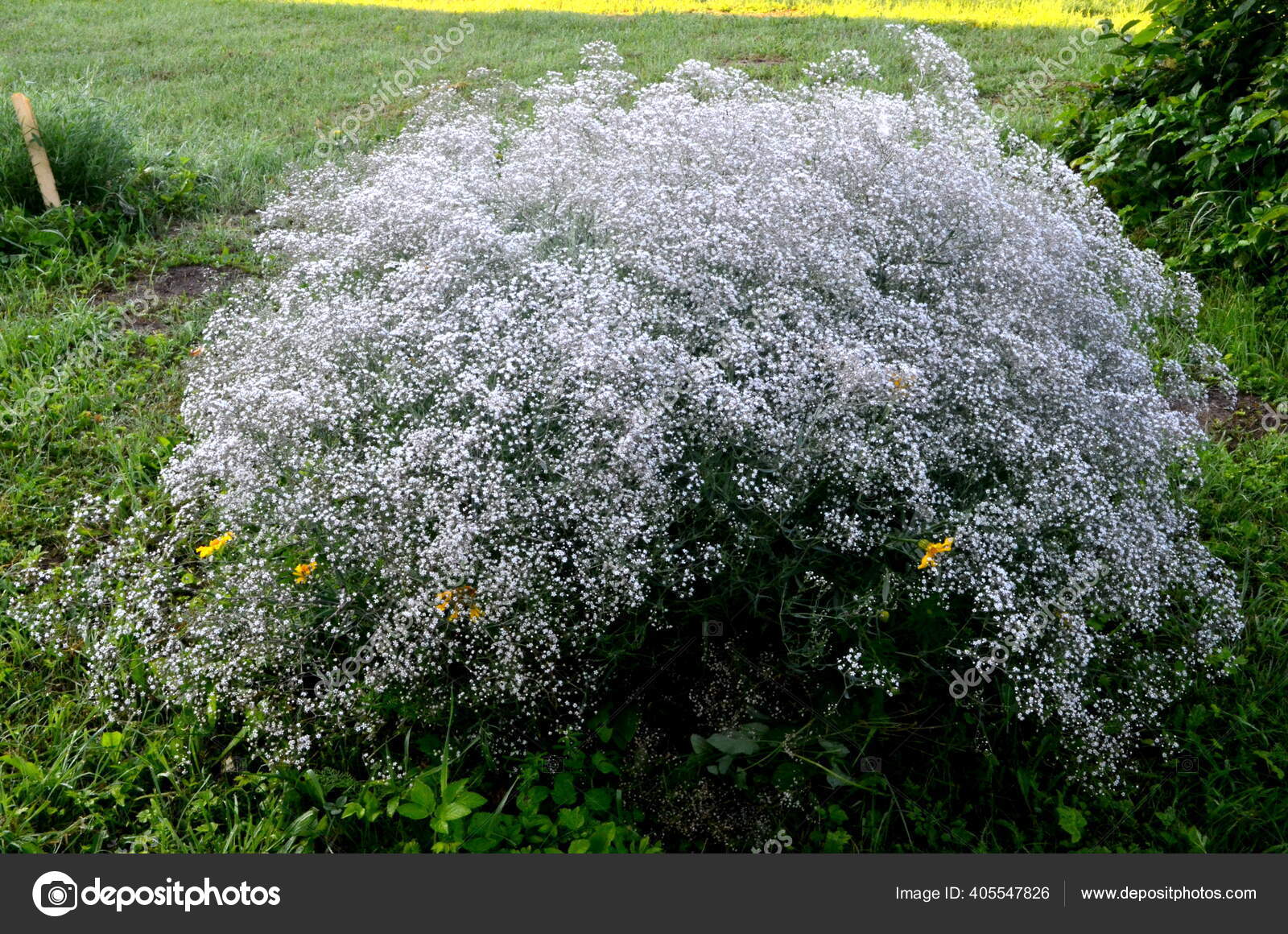 Annuel Bebe Haleine Showy Bebe Haleine Gypsophila Elegans Fond Blanc Image Libre De Droit Par Dailajphoto C