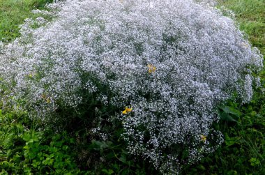 Yıllık Bebek Nefesi veya Gösterişli Bebek Nefesi (Gypâ ila elegans). Beyaz küçük çiçek arka planı, beyaz çiçek dokusu arka planı.