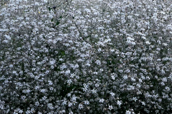 Annual Baby\'s-breath or Showy Baby\'s-breath (Gypsophila elegans).White small flowers background, White blooming texture background.