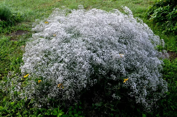 Aliento Anual Del Bebé Aliento Llamativo Del Bebé Gypsophila Elegans — Foto de Stock