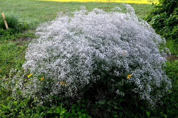 Yıllık Bebek Nefesi veya Gösterişli Bebek Nefesi (Gypâ ila elegans). Beyaz küçük çiçek arka planı, beyaz çiçek dokusu arka planı.