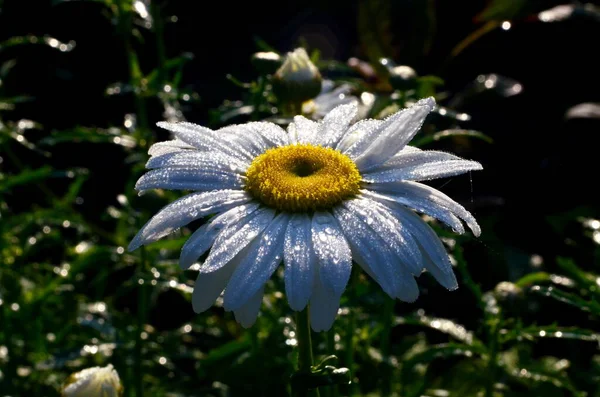 Vit Tusensköna Med Regndroppar Växer Trädgården Närbild Tusensköna Blommor Med — Stockfoto