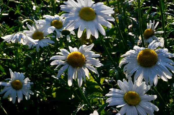 Margarita Blanca Con Gotas Lluvia Crecen Jardín Primer Plano Daisy —  Fotos de Stock