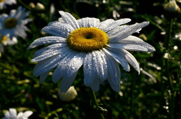 Marguerite Blanche Avec Des Gouttes Pluie Poussent Dans Jardin Gros — Photo