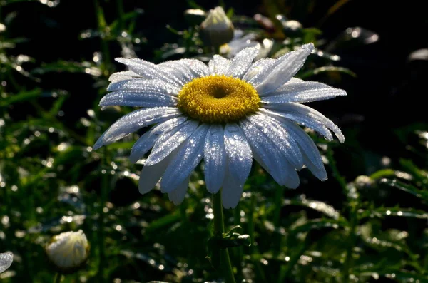 Margarita Blanca Con Gotas Lluvia Crecen Jardín Primer Plano Daisy — Foto de Stock