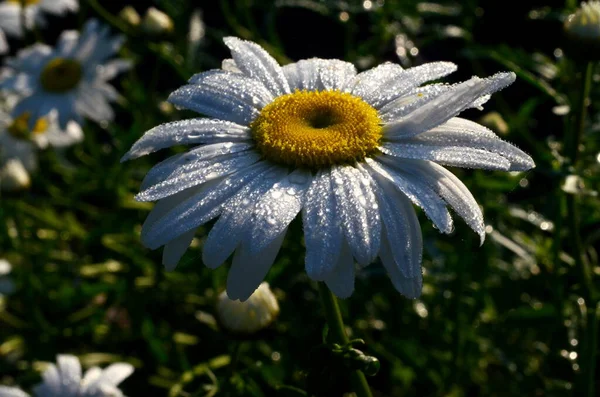 Margarita Blanca Con Gotas Lluvia Crecen Jardín Primer Plano Daisy — Foto de Stock