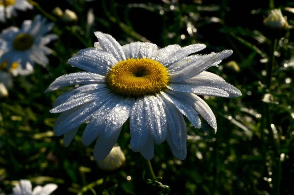 Margarita Blanca Con Gotas Lluvia Crecen Jardín Primer Plano Daisy —  Fotos de Stock