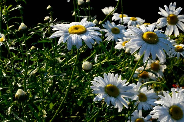 Marguerite Blanche Avec Des Gouttes Pluie Poussent Dans Jardin Gros — Photo