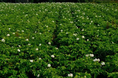 Patates tarlası yazın beyaz çiçeklerle açar. Patates tarlaları çiçek açar, tarlalarda büyüyen beyaz çiçekli patatesler.