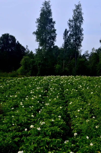 Das Kartoffelfeld Blüht Sommer Mit Weißen Blüten Die Blüte Der — Stockfoto