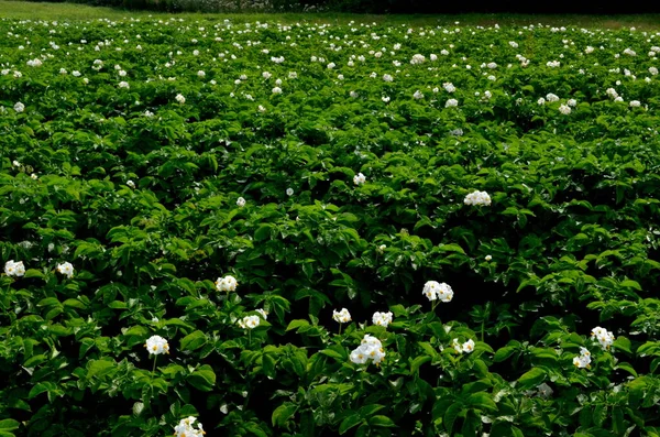 Campo Batata Floresce Verão Com Flores Brancas Floração Campos Batata — Fotografia de Stock