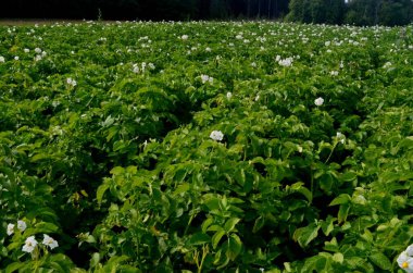 Patates tarlası yazın beyaz çiçeklerle açar. Patates tarlaları çiçek açar, tarlalarda büyüyen beyaz çiçekli patatesler.