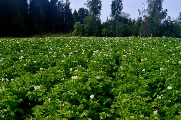 The potato field blooms in summer with white flowers.Blossoming of potato fields, potatoes plants with white flowers growing on fields