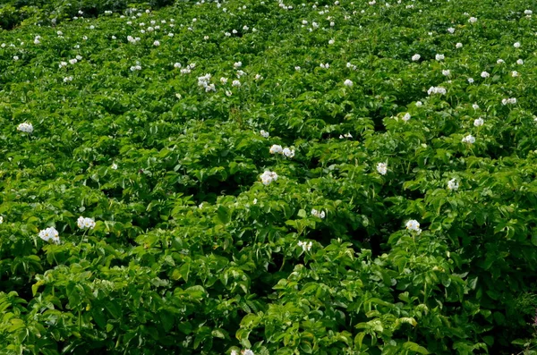 The potato field blooms in summer with white flowers.Blossoming of potato fields, potatoes plants with white flowers growing on fields