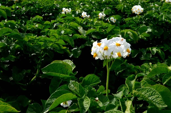 The potato field blooms in summer with white flowers.Blossoming of potato fields, potatoes plants with white flowers growing on fields.Potatoes white flowers close-up