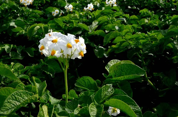 Campo Patate Fiorisce Estate Con Fiori Bianchi Fioritura Campi Patate — Foto Stock