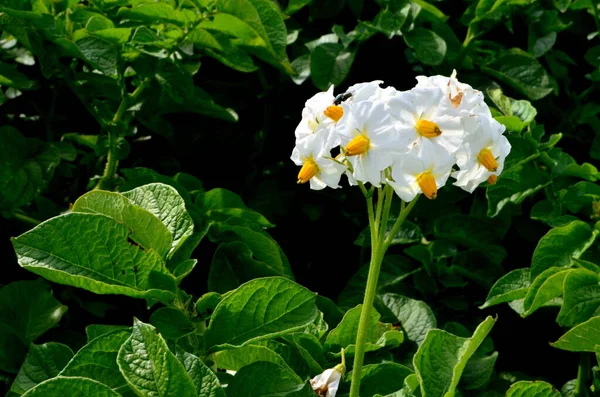 The potato field blooms in summer with white flowers.Blossoming of potato fields, potatoes plants with white flowers growing on fields.Potatoes white flowers close-up
