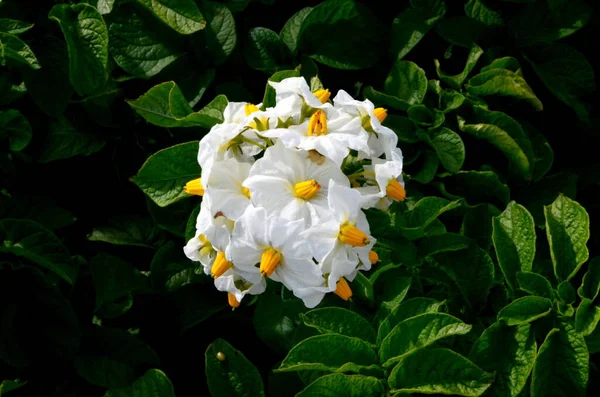 马铃薯田在夏天开花 开着白色的花 土豆田的开花 田里生长着白色的花 马铃薯白花的特写 — 图库照片