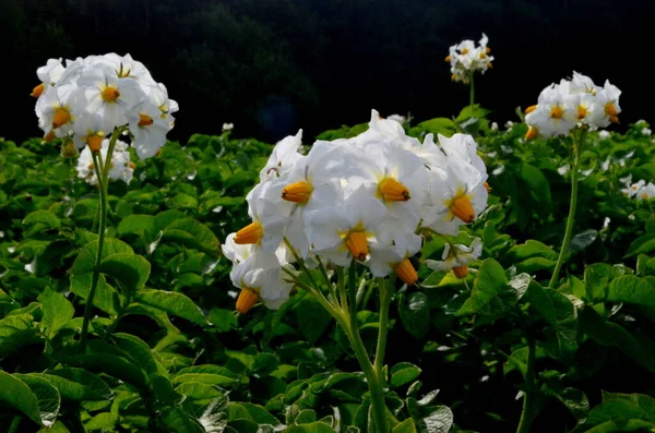 Pola Ziemniaczane Kwitną Latem Białymi Kwiatami Kwitnące Pola Ziemniaka Rośliny — Zdjęcie stockowe