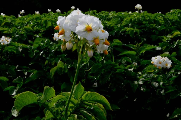 Campo Batata Floresce Verão Com Flores Brancas Blossoming Campos Batata — Fotografia de Stock