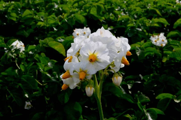 Pola Ziemniaczane Kwitną Latem Białymi Kwiatami Kwitnące Pola Ziemniaka Rośliny — Zdjęcie stockowe