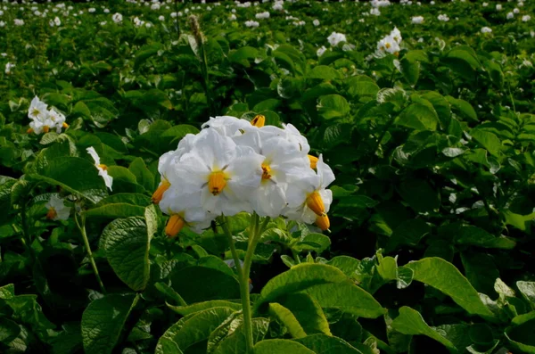 The potato field blooms in summer with white flowers.Blossoming of potato fields, potatoes plants with white flowers growing on fieldsPotatoes white flowers close-up