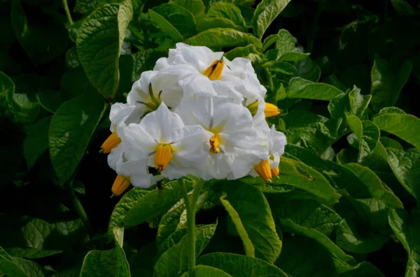 Het Aardappelveld Bloeit Zomer Met Witte Bloemen Opbloeien Van Aardappelvelden — Stockfoto